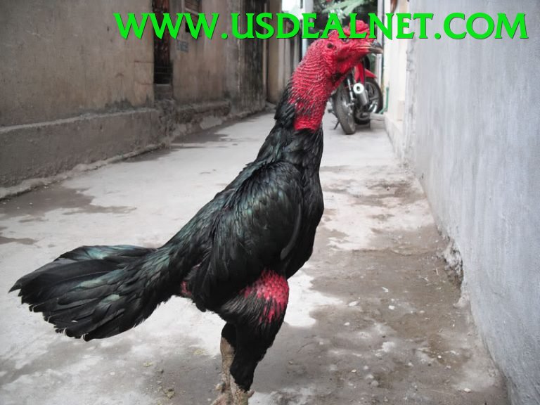 Trường Đấu Đá Gà Chuyên Nghiệp